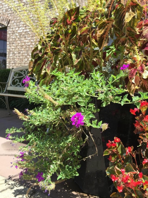 Comfort Suites Marshall image 18